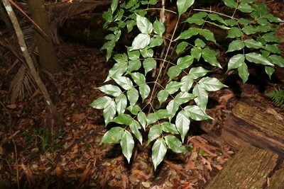 Archidendron grandiflorum, photographed by Greg Tasney