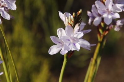 Thereianthus spicatus, photographed by Tony Rebelo