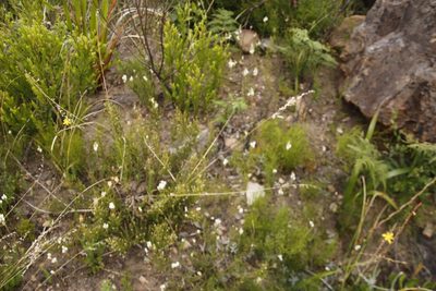 Schizorhiza neglecta, photographed by Tony Rebelo