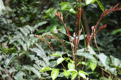 Cupaniopsis newmanii, photographed by Greg Tasney