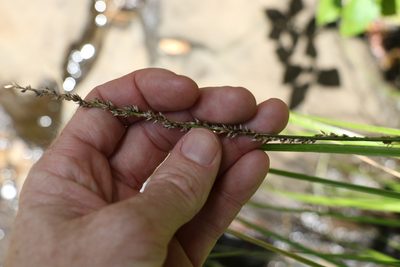 Carex appressa, photographed by Greg Tasney