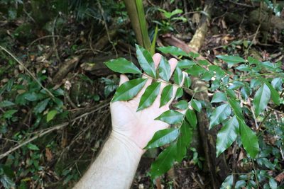 Pararchidendron pruinosum, photographed by Greg Tasney