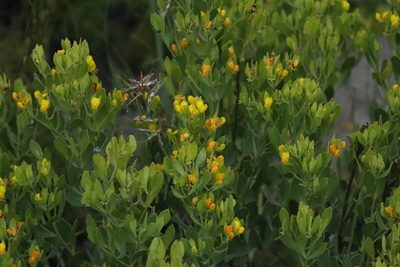 Rafnia capensis, photographed by Tony Rebelo