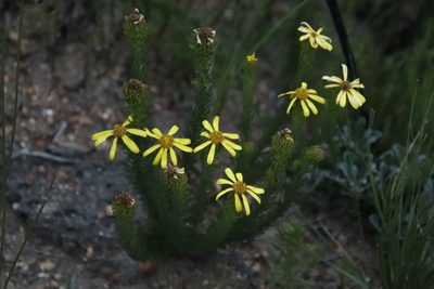 Senecio pinifolius, photographed by Tony Rebelo