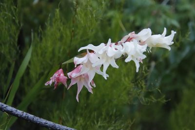 Gladiolus undulatus, photographed by Tony Rebelo