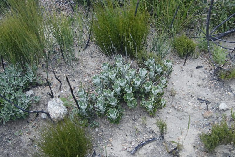 Inuloides tomentosa, photographed by Tony Rebelo