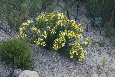 Senecio pinifolius, photographed by Tony Rebelo