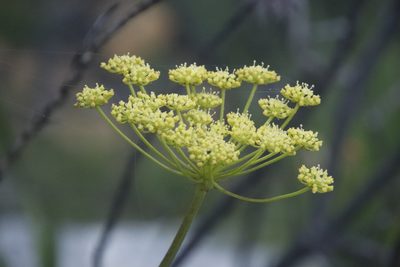 Nanobubon strictum, photographed by Tony Rebelo
