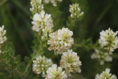 Psoralea albidula, photographed by Tony Rebelo