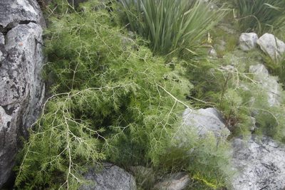 Asparagus lignosus, photographed by Tony Rebelo