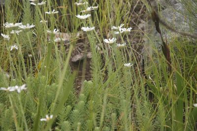 Osmitopsis afra, photographed by Tony Rebelo