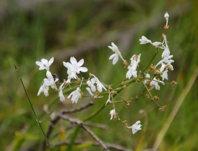 Schizorhiza neglecta, photographed by Tony Rebelo