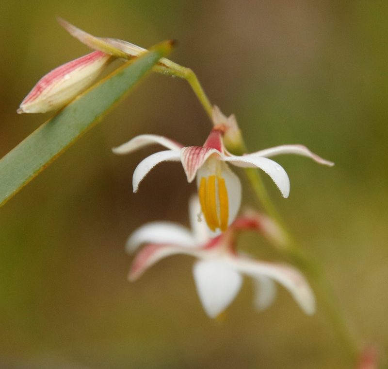 Hesperantha falcata, photographed by Tony Rebelo