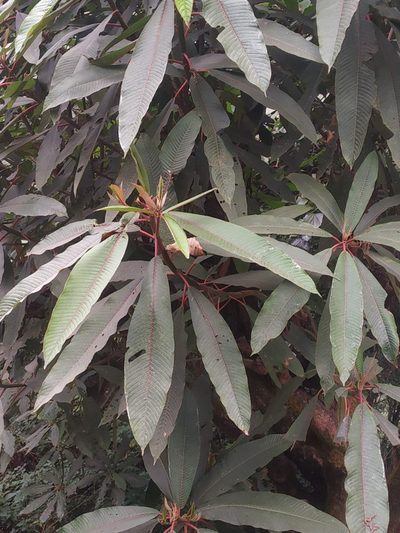 Saurauia napaulensis, photographed by S.MORE