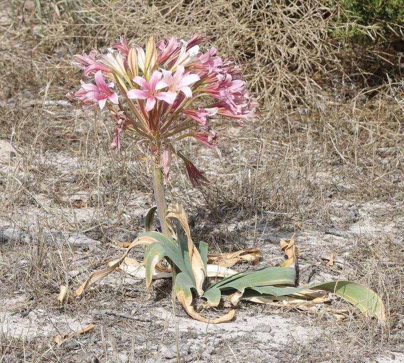 Ammocharis longifolia, photographed by Cecile Roux