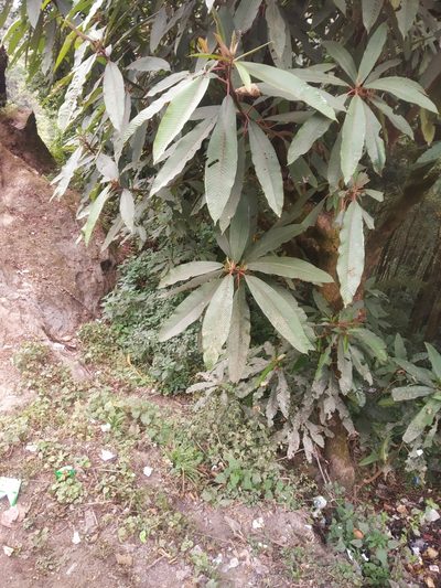 Saurauia napaulensis, photographed by S.MORE