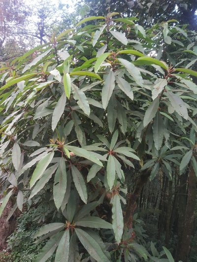 Saurauia napaulensis, photographed by S.MORE