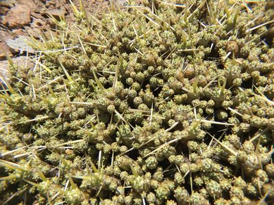 Maihuenia patagonica, photographed by Valentín Alfano