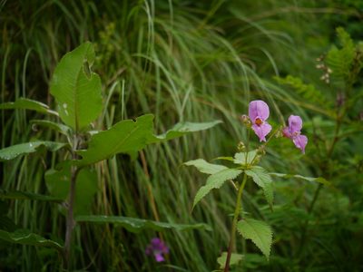 Impatiens sulcata, photographed by Dinesh Valke