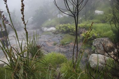 Isolepis digitata, photographed by Tony Rebelo