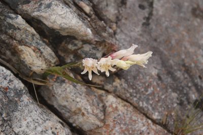 Gladiolus undulatus, photographed by Tony Rebelo