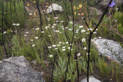 Osmitopsis afra, photographed by Tony Rebelo