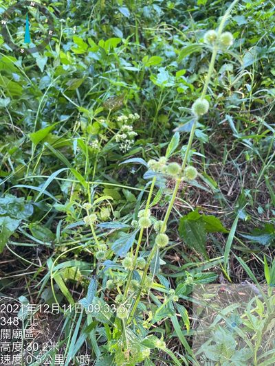 Hyptis brevipes, photographed by 謝麗霦