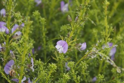 Psoralea aculeata, photographed by Tony Rebelo