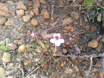Pelargonium burgerianum, photographed by James Rodger