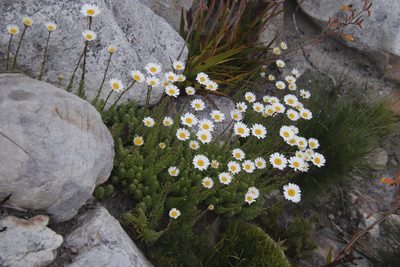 Osmitopsis afra, photographed by Tony Rebelo