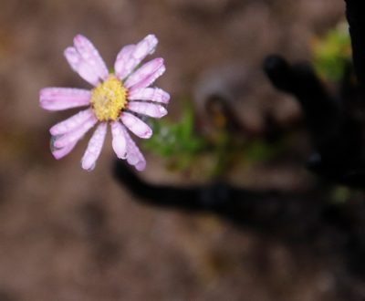 Athrixia heterophylla, photographed by Tony Rebelo