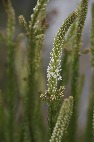Selago hispida, photographed by Tony Rebelo