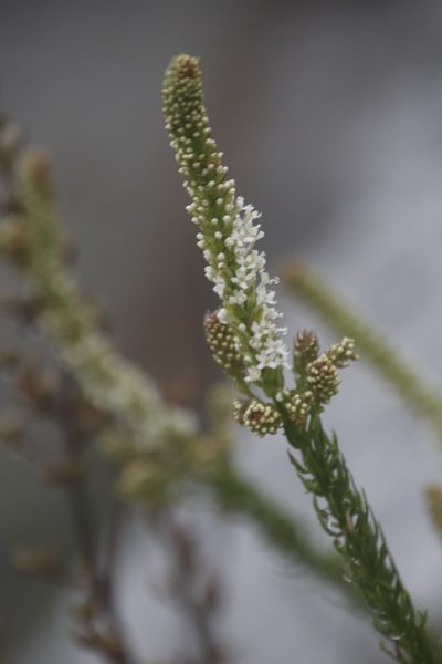Selago hispida, photographed by Tony Rebelo
