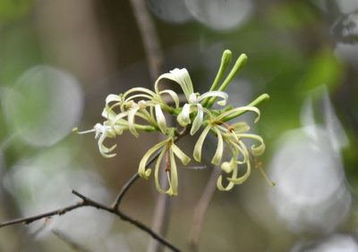 Turraea floribunda, photographed by Justin Ponder