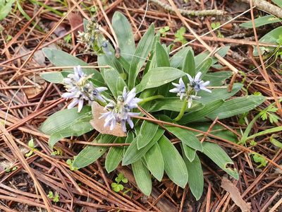 Hyacinthoides lingulata, photographed by Mehdi Chetibi