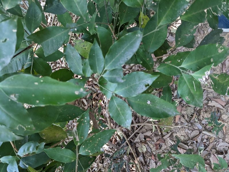 Glycosmis parviflora, photographed by Mori Chen