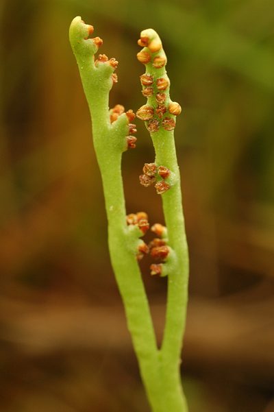 Botrychium paradoxum, photographed by Timothy McNitt