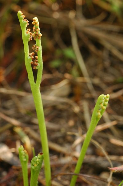 Botrychium paradoxum, photographed by Timothy McNitt