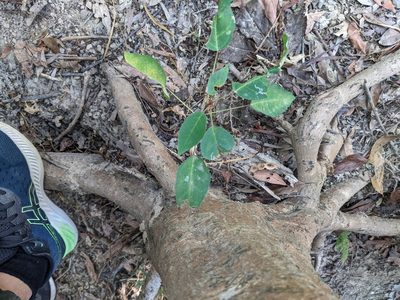 Triadica cochinchinensis, photographed by Mori Chen