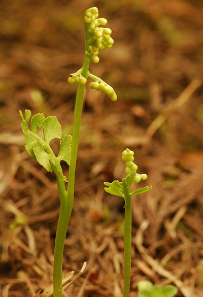 Botrychium crenulatum, photographed by Timothy McNitt