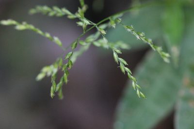 Centotheca lappacea, photographed by Agnes Trekker
