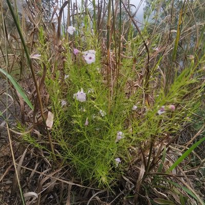 Parasopubia delphiniifolia, photographed by Karthik Thrikkadeeri