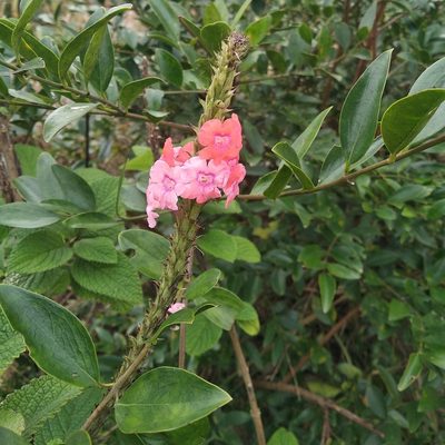 Stachytarpheta mutabilis, photographed by Karthik Thrikkadeeri
