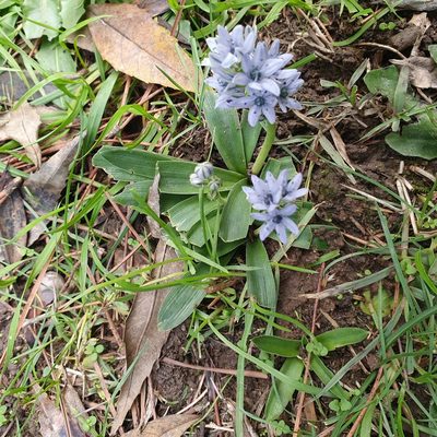 Hyacinthoides lingulata, photographed by Mehdi Chetibi