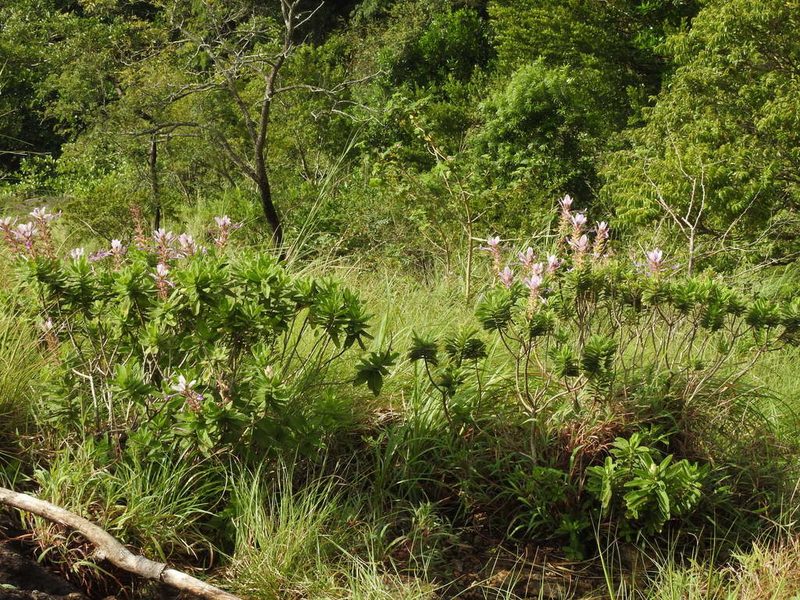 Syncolostemon comosus, photographed by Hopeland