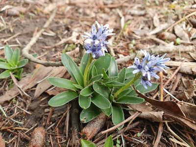 Hyacinthoides lingulata, photographed by Mehdi Chetibi