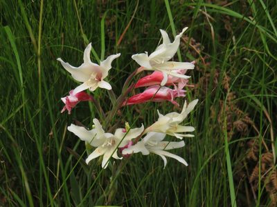 Gladiolus carneus, photographed by Jeremy Gilmore