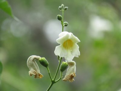 Amphilophium carolinae, photographed by Candela Castro
