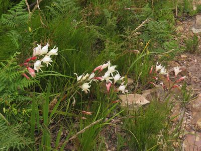 Gladiolus carneus, photographed by Jeremy Gilmore