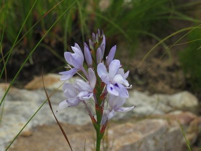 Thereianthus spicatus, photographed by Jeremy Gilmore